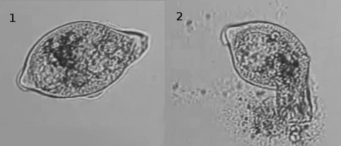 Bio.Gen Vir patogen